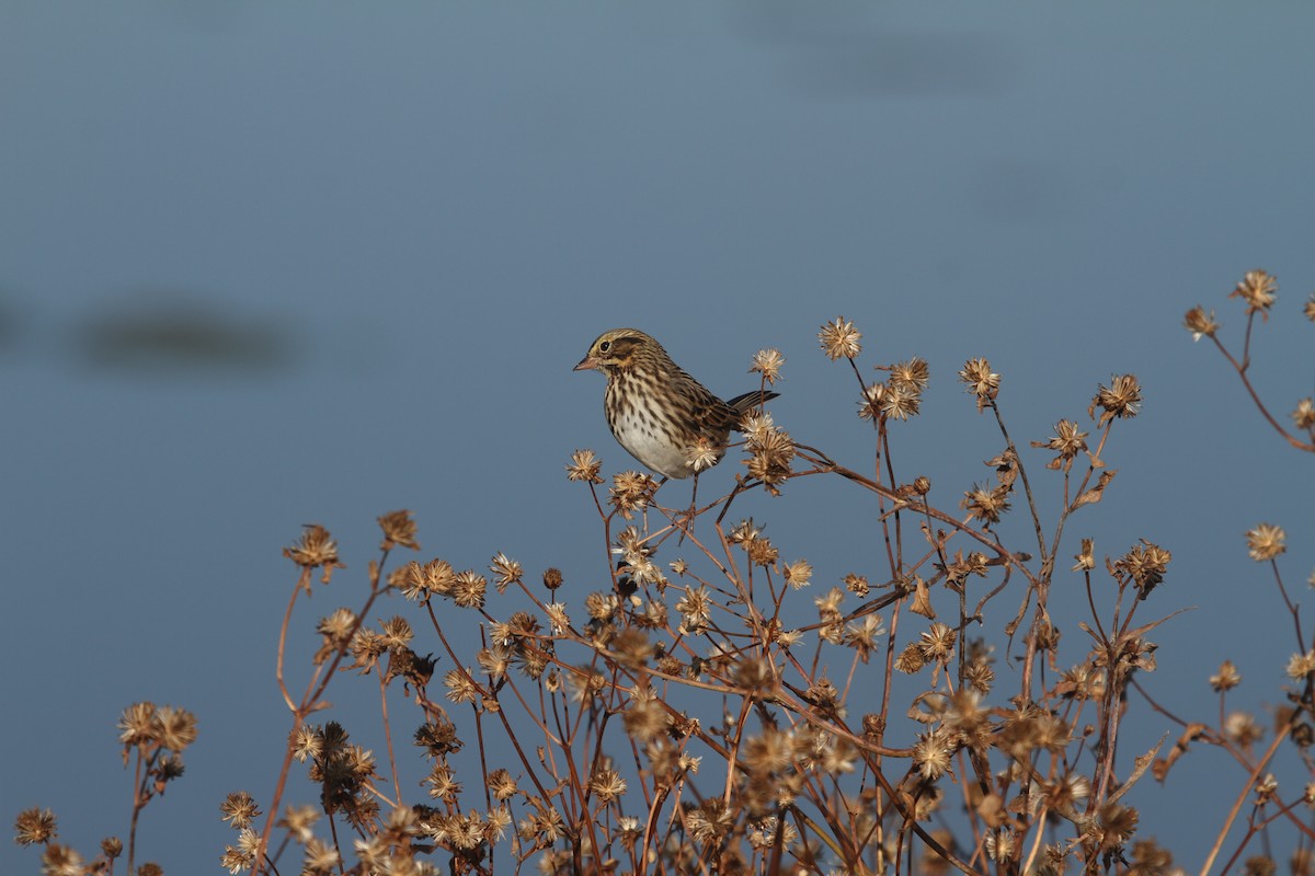 Savannah Sparrow - ML625209770