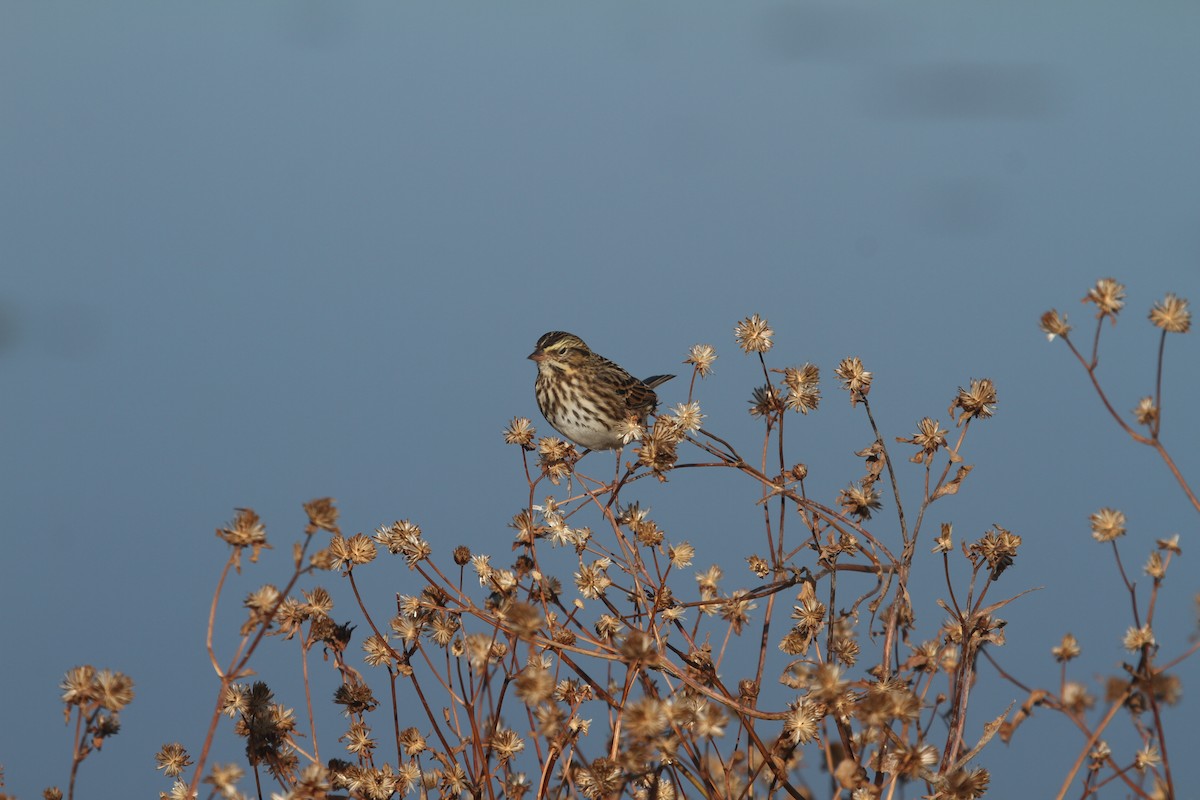 Savannah Sparrow - ML625209771