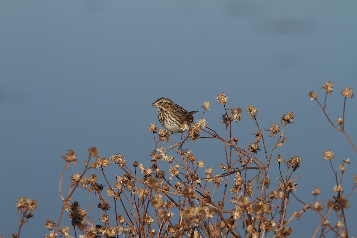 Savannah Sparrow - ML625209772