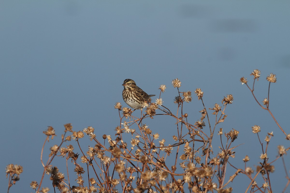 Savannah Sparrow - ML625209773