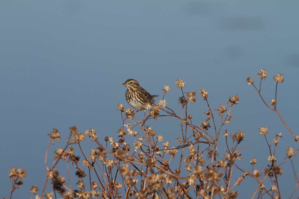 Savannah Sparrow - ML625209774