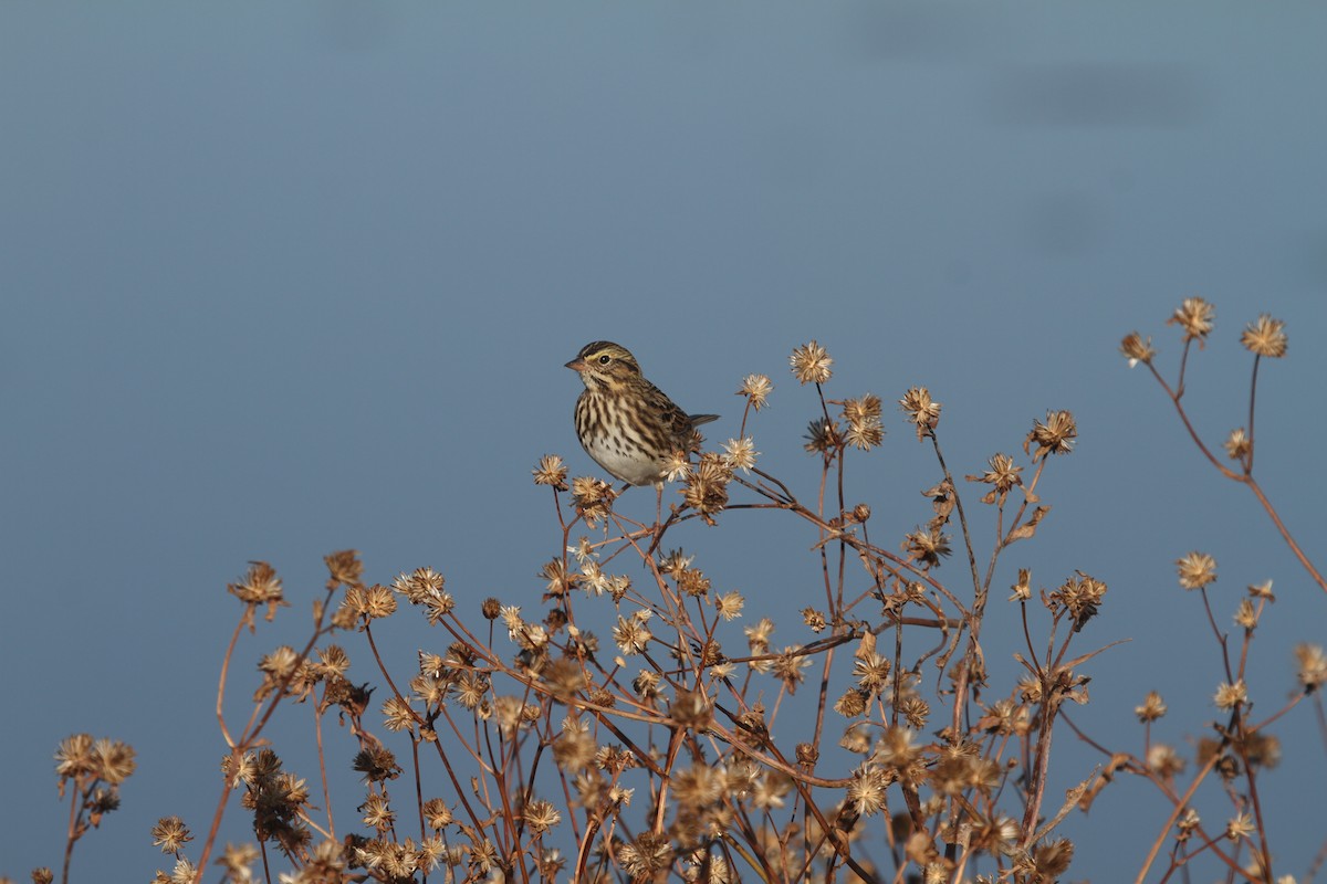 Savannah Sparrow - ML625209775