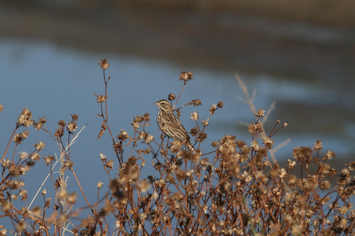 Savannah Sparrow - ML625209776