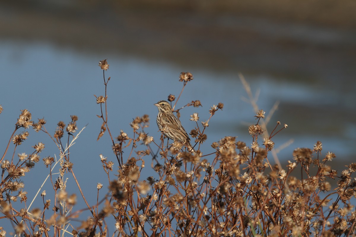 Savannah Sparrow - ML625209777