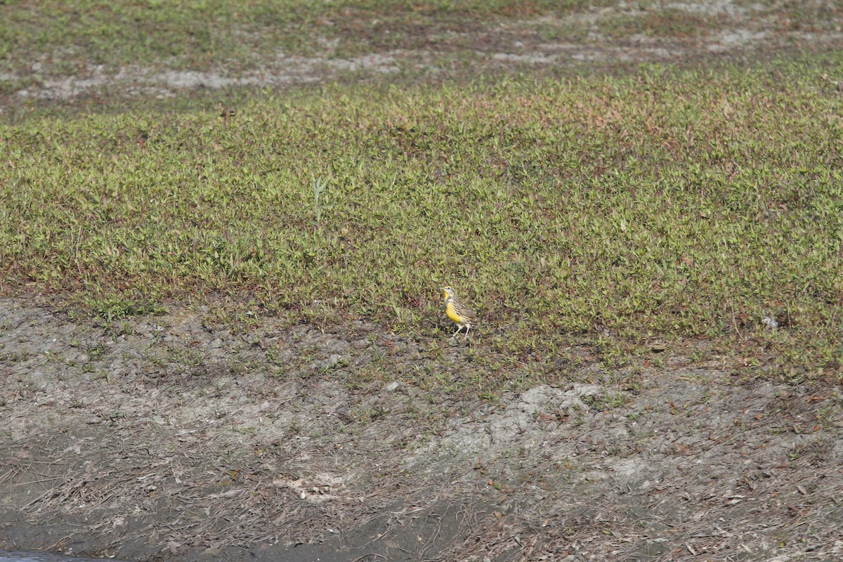 Eastern Meadowlark - ML625209794