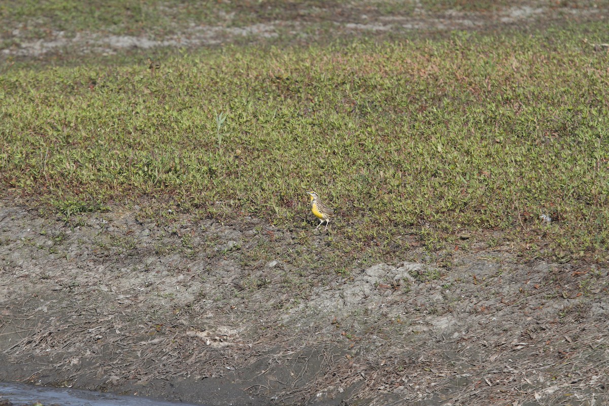 Eastern Meadowlark - ML625209795