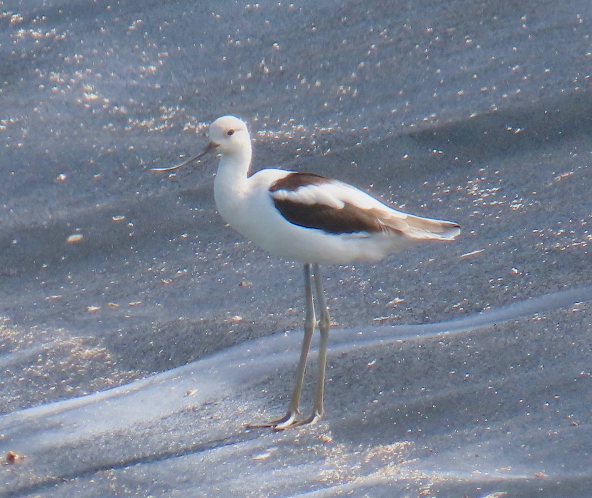 American Avocet - ML625209854