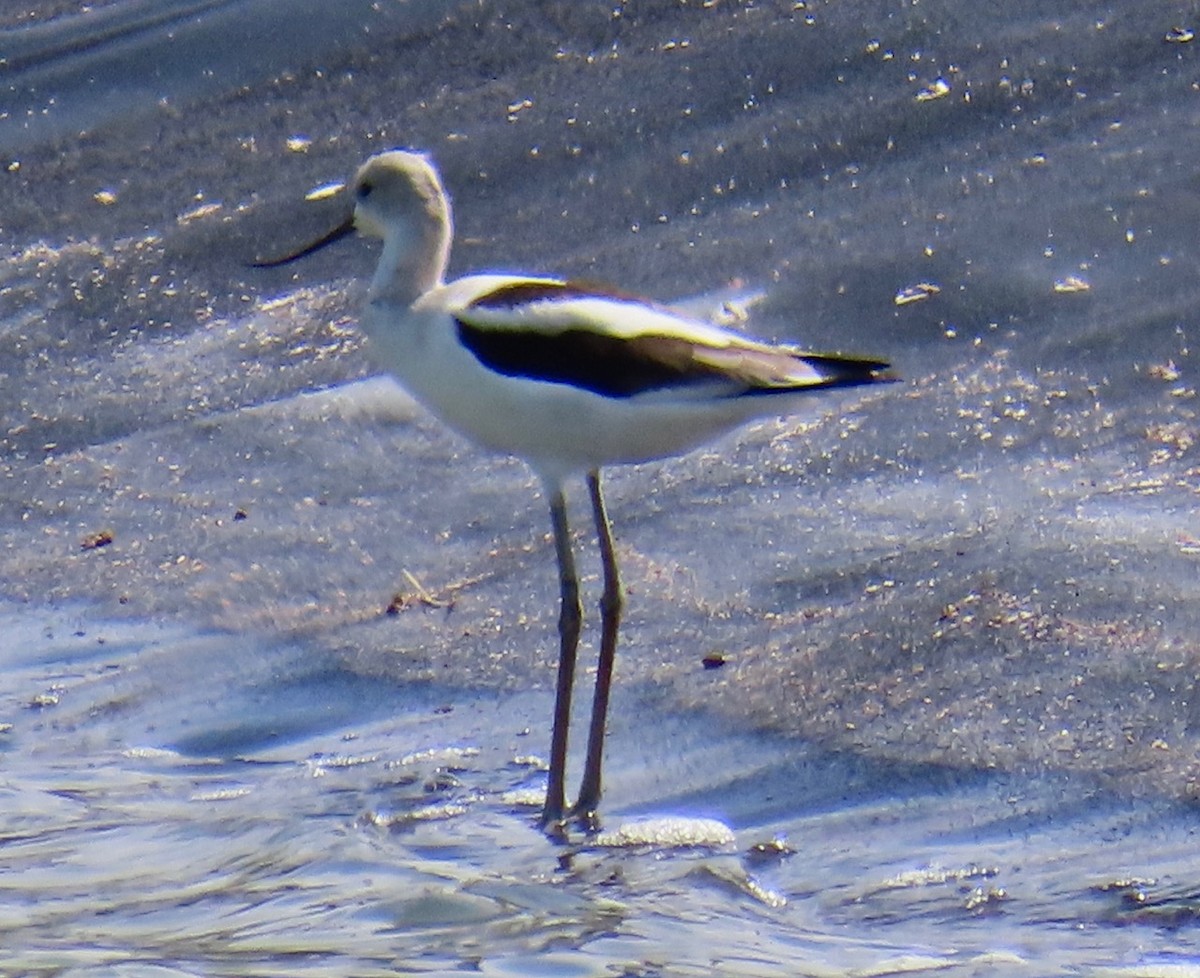 American Avocet - ML625209856