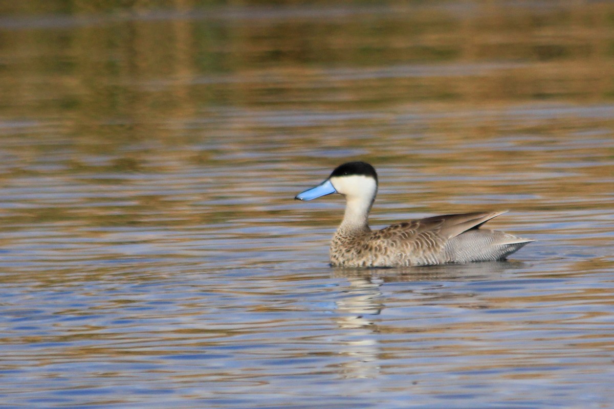 Puna Teal - ML625209933