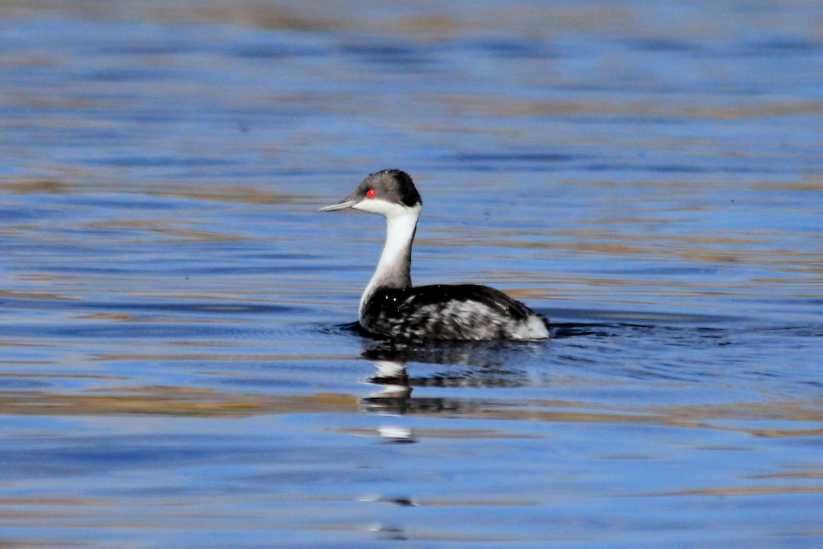 Junin Grebe - ML625209972