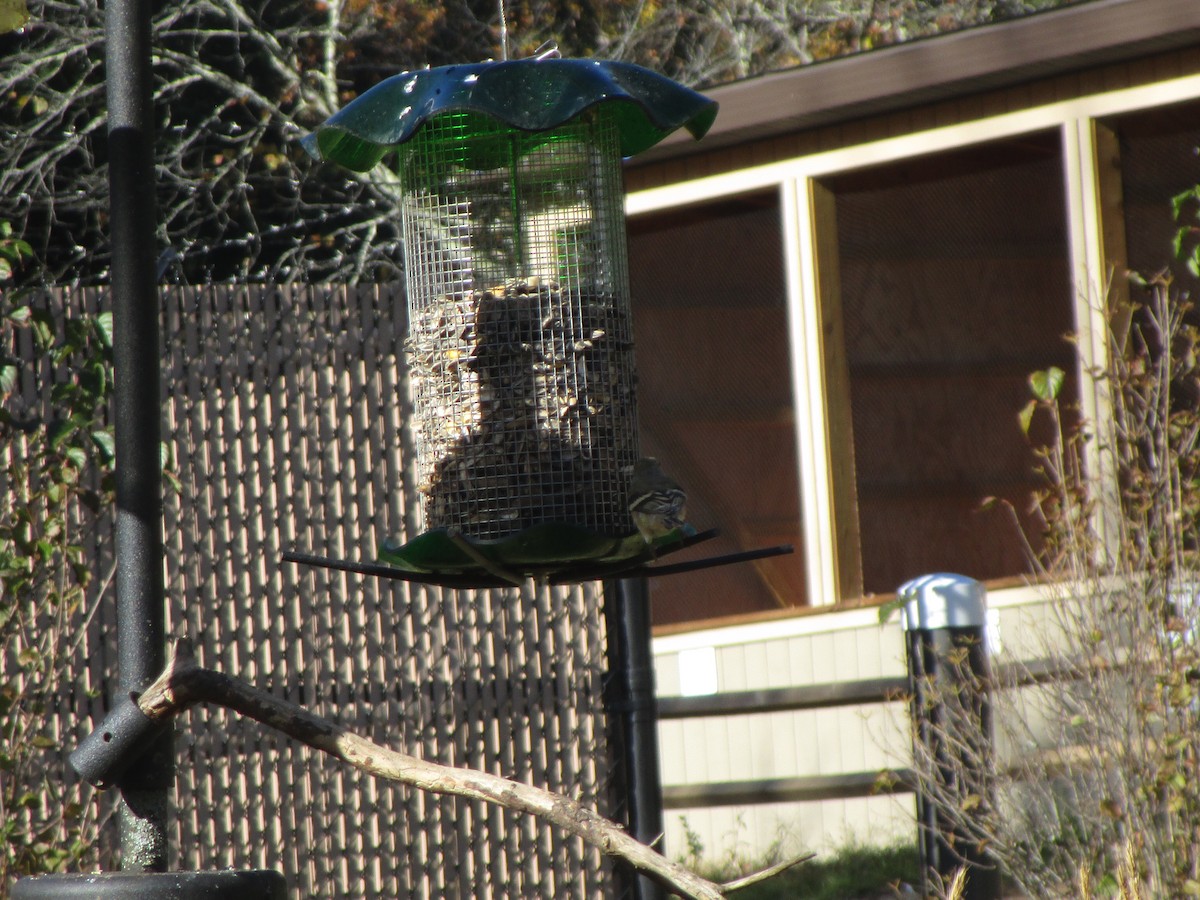 American Goldfinch - ML625209987