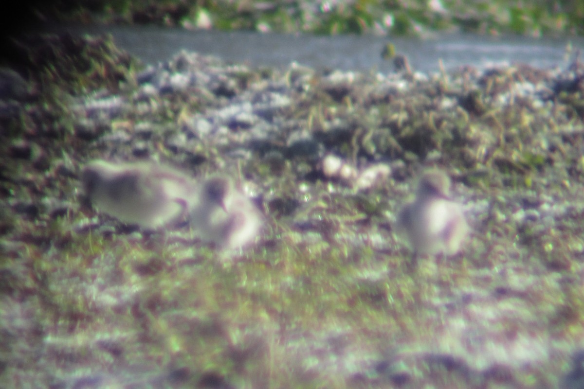 Andean Avocet - Livio Rey