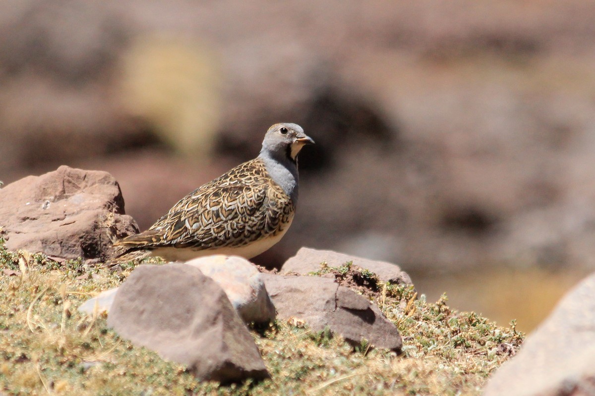 punarypesnipe - ML625210234