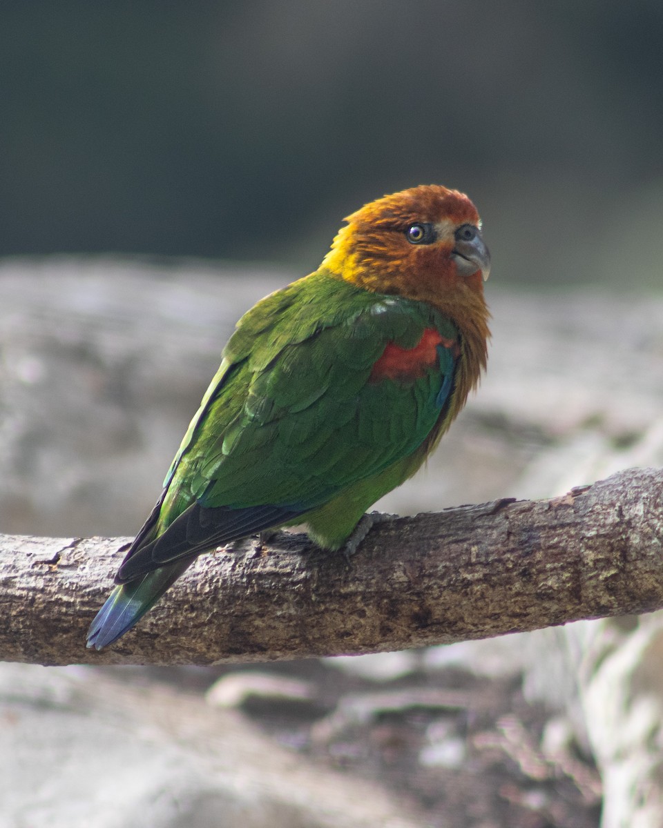 Rusty-faced Parrot - ML625210532