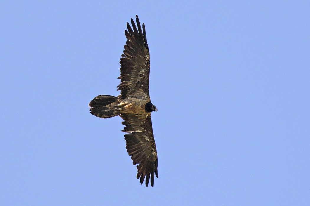 Bearded Vulture - ML625210681