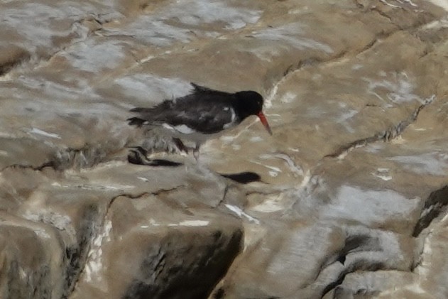 American x Black Oystercatcher (hybrid) - ML625210863