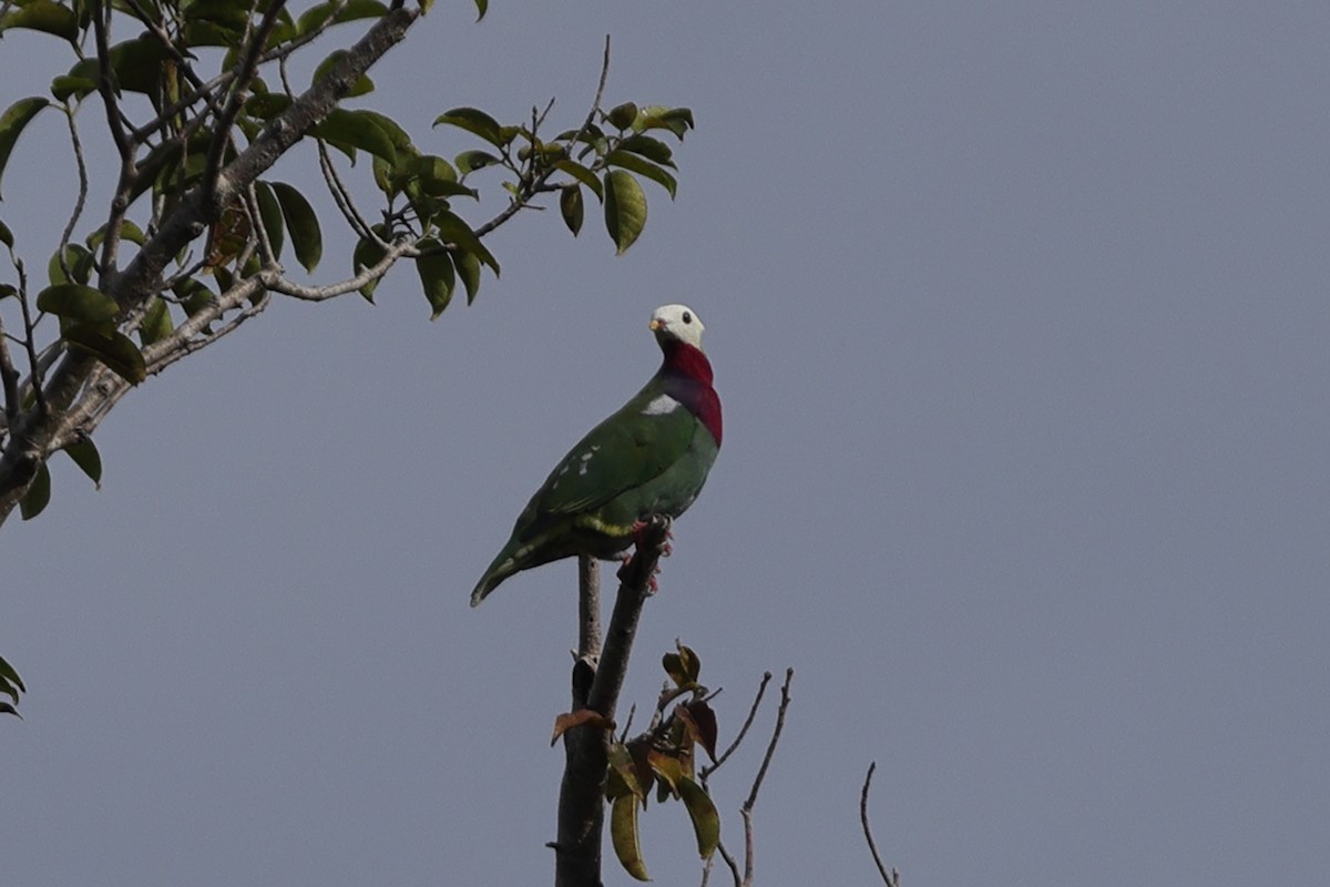 White-headed Fruit-Dove - ML625210876