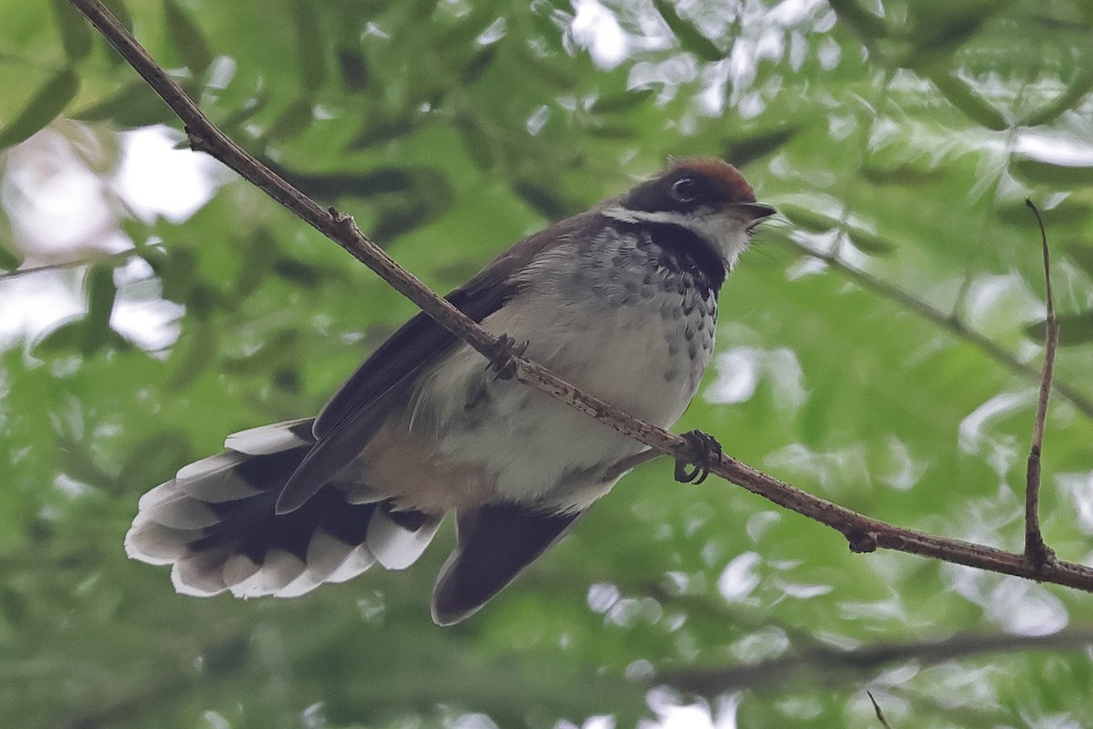 Solomons Rufous Fantail - ML625210887