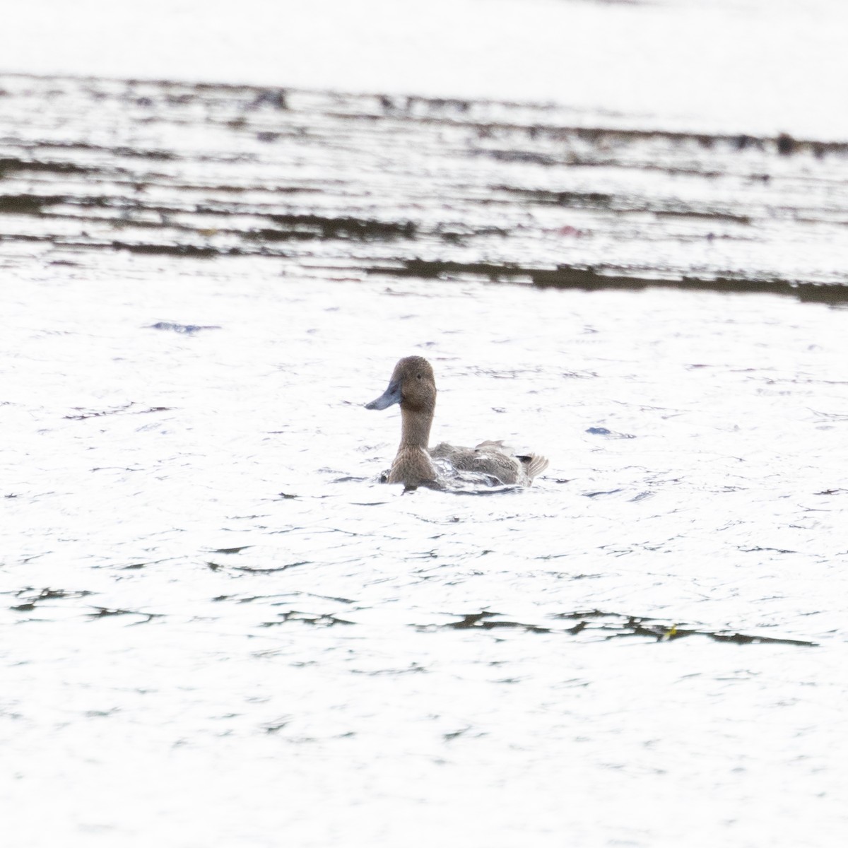 Northern Pintail - ML625210955