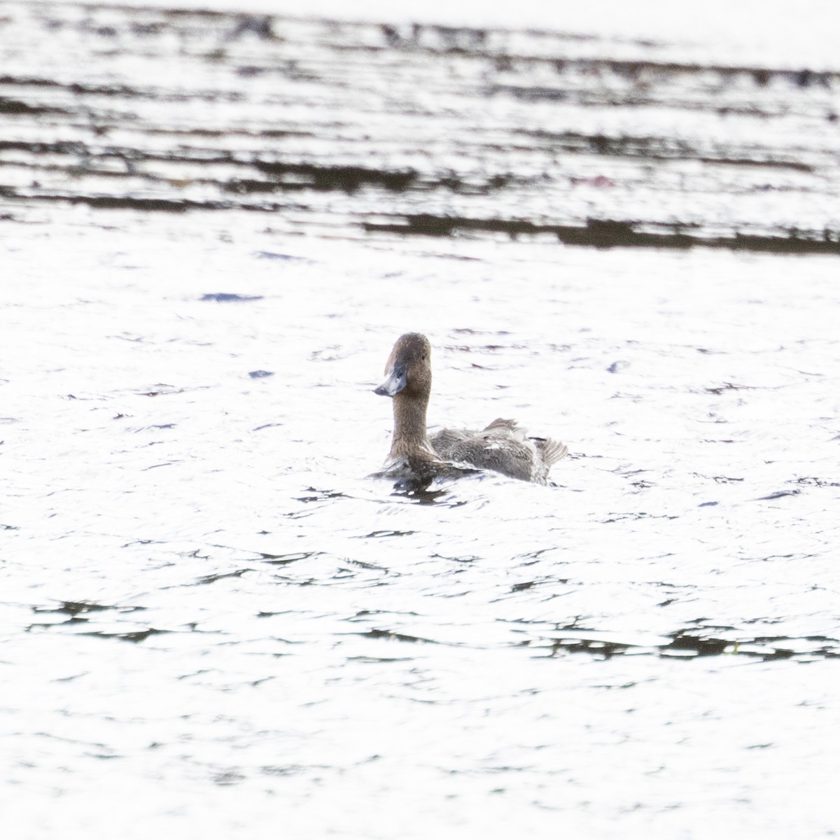 Northern Pintail - ML625210957