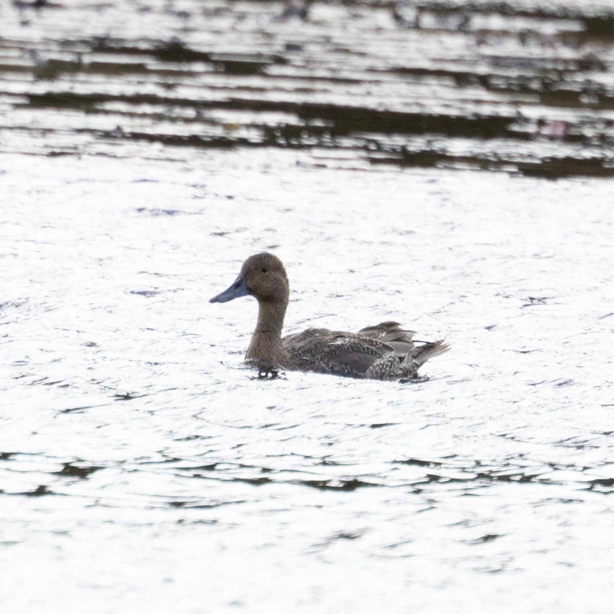 Northern Pintail - ML625210958