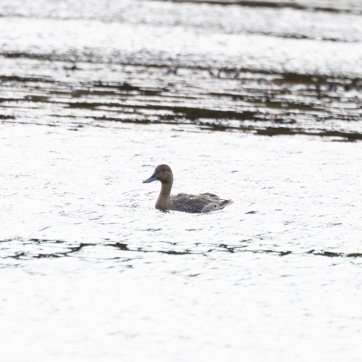 Northern Pintail - ML625210959