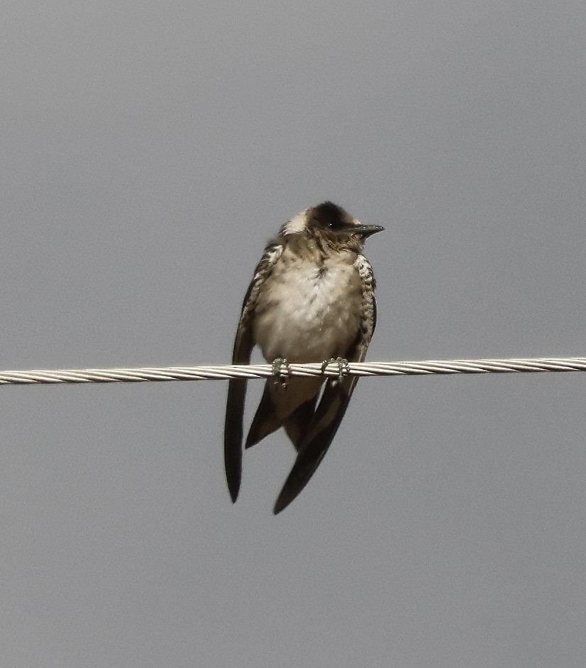 Purple Martin - ML625211048