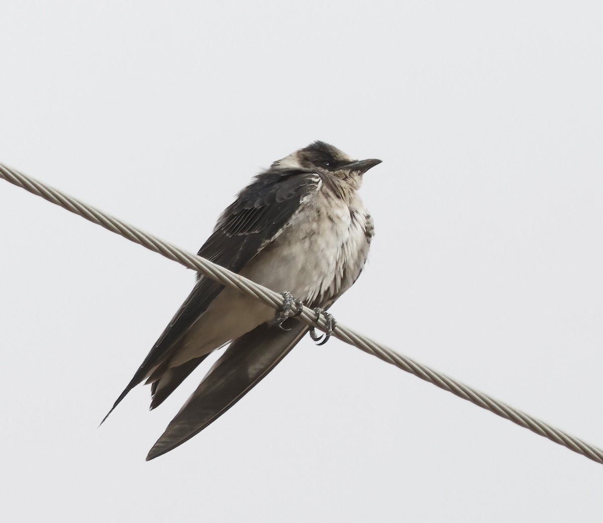 Purple Martin - ML625211049