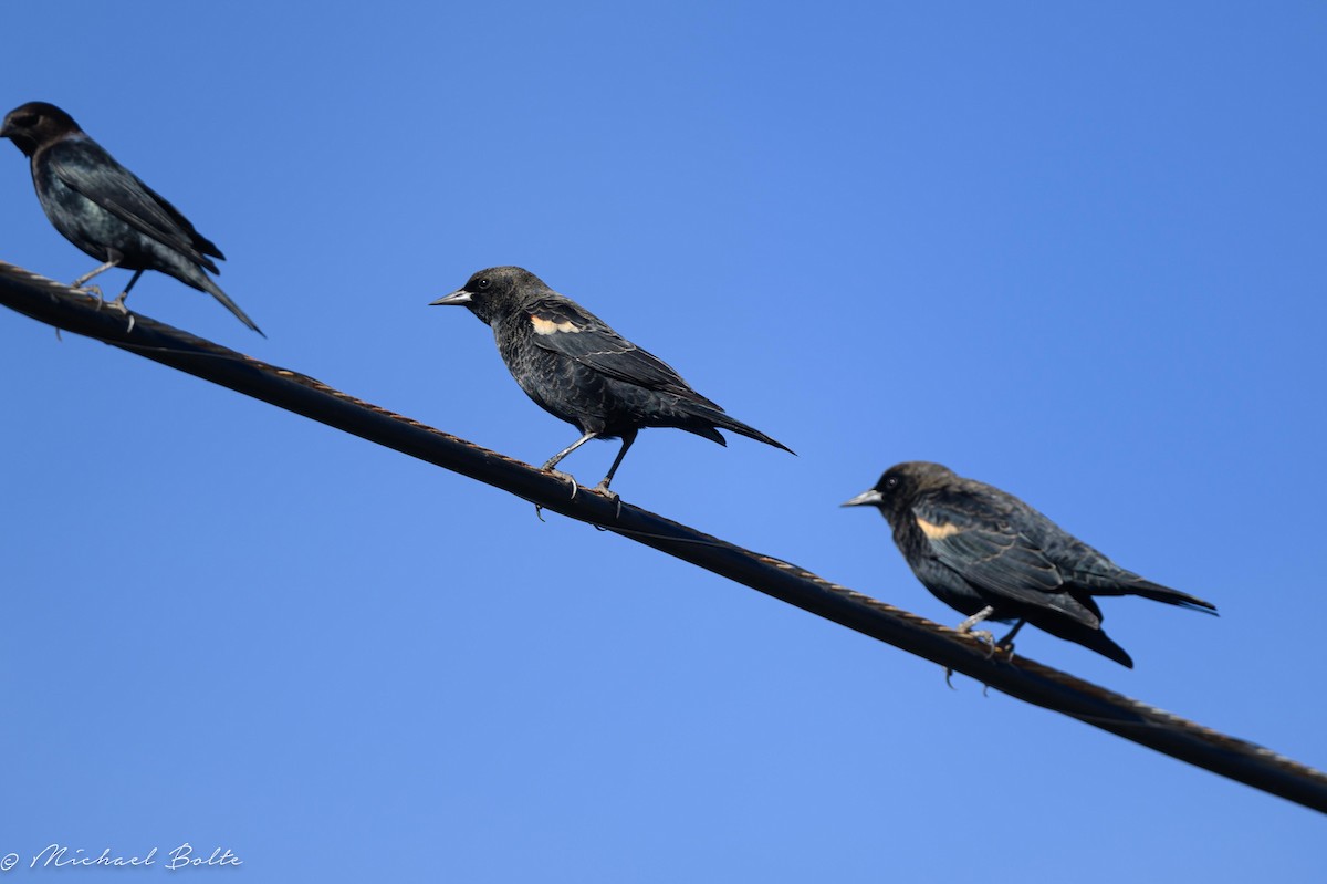 Tricolored Blackbird - ML625211160