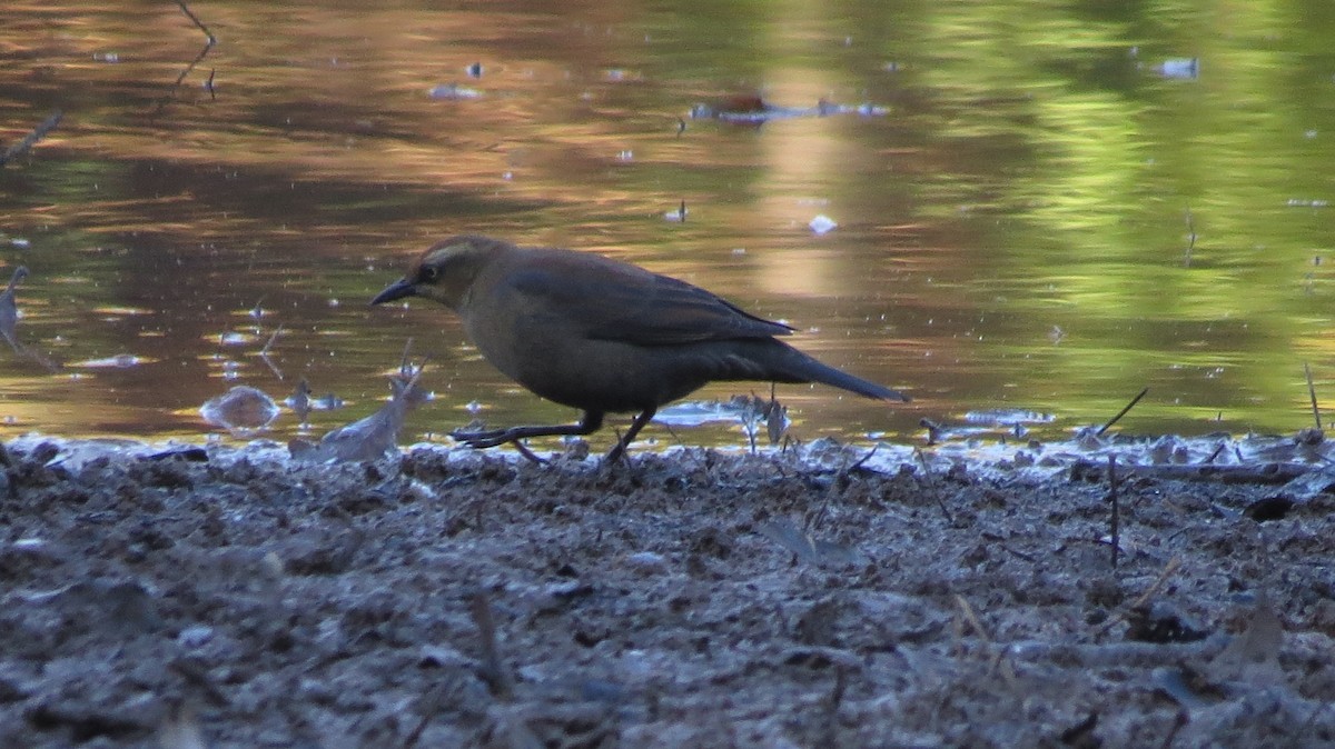 Rusty Blackbird - ML625211167