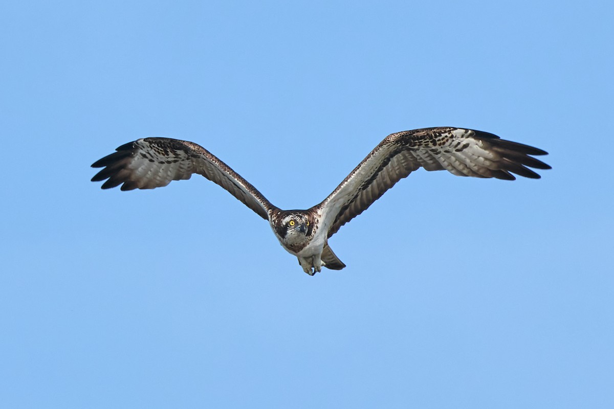 Osprey - ML625211201