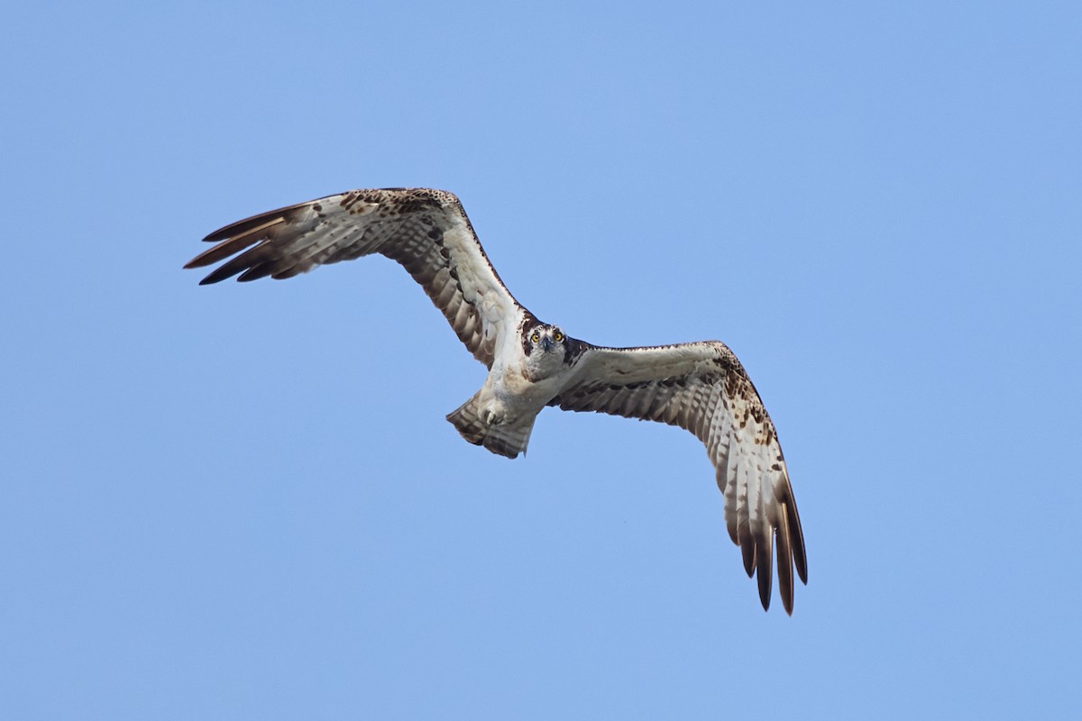 Osprey - ML625211202