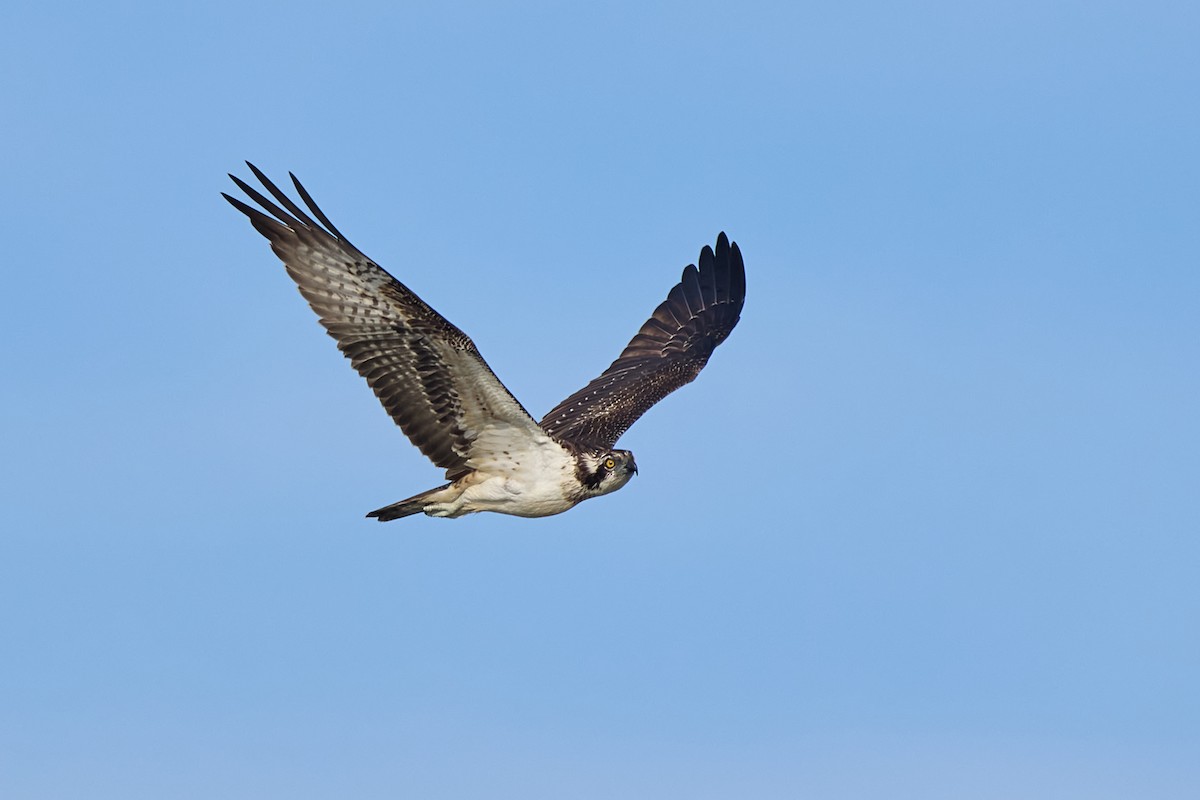 Osprey - ML625211203