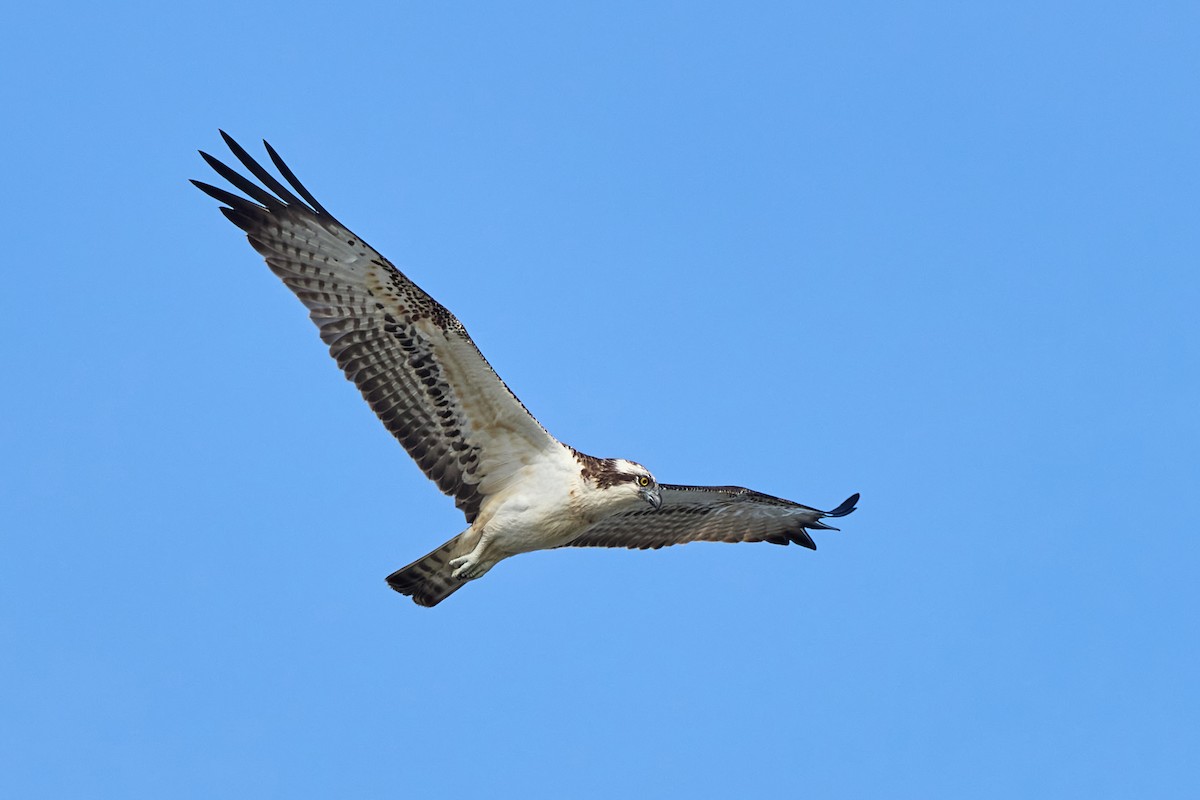 Osprey - ML625211204