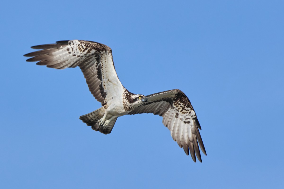 Osprey - ML625211205