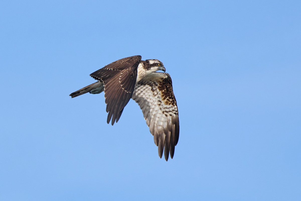 Osprey - ML625211206