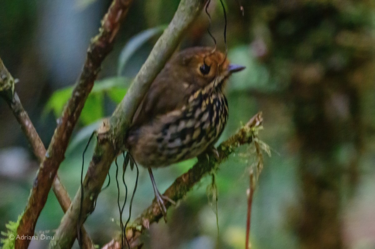 Понгіто бурий - ML625211212