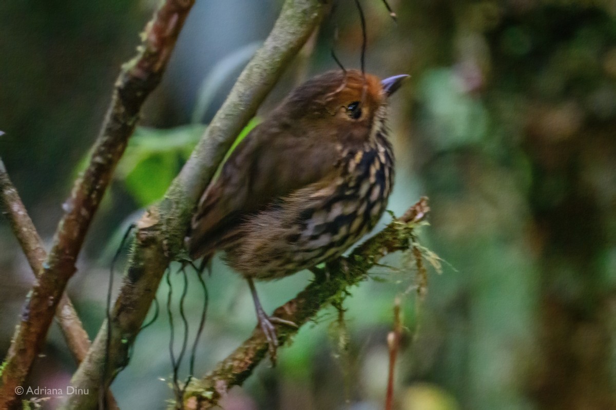 Понгіто бурий - ML625211213