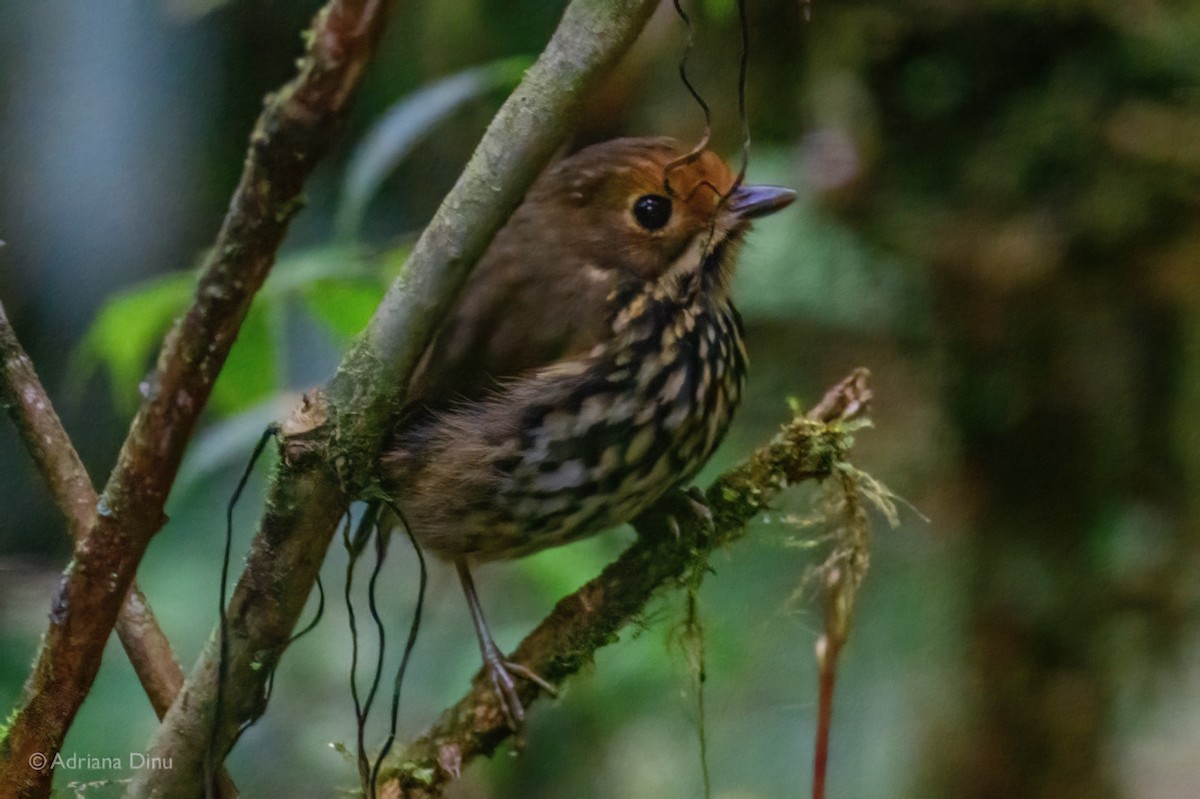 Понгіто бурий - ML625211214