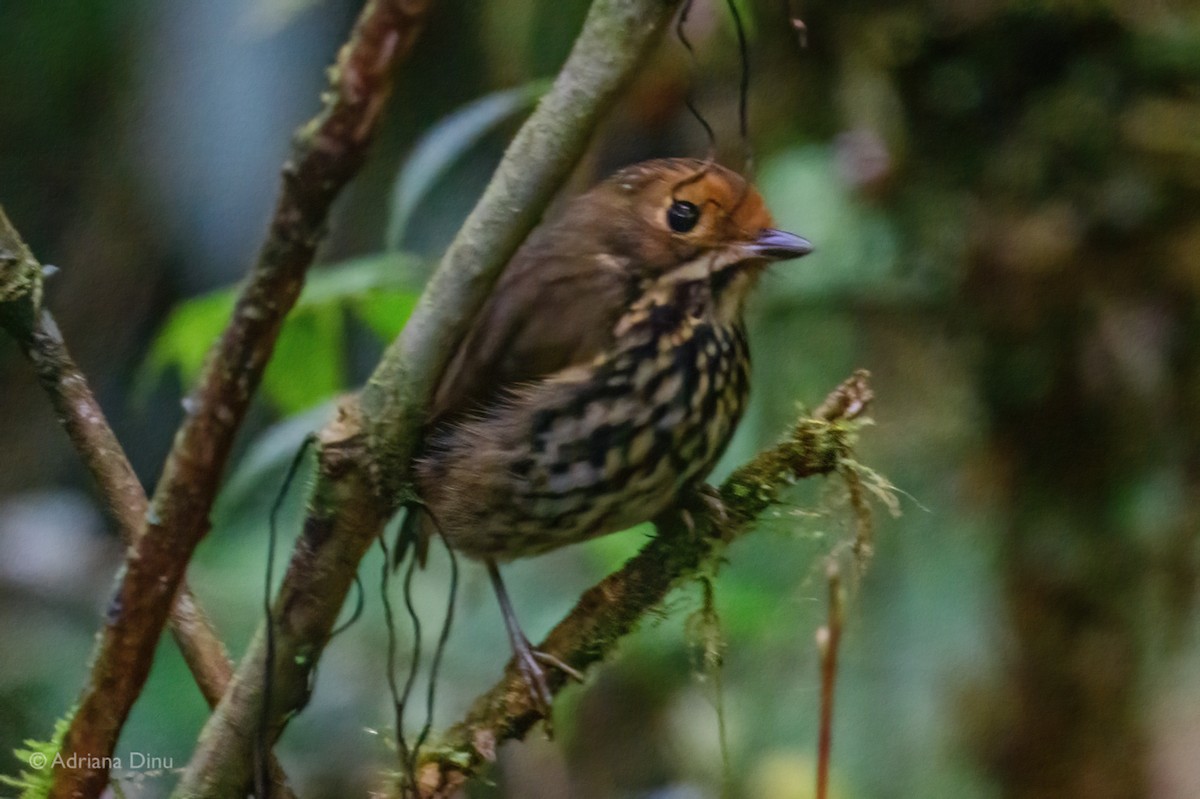 Понгіто бурий - ML625211215