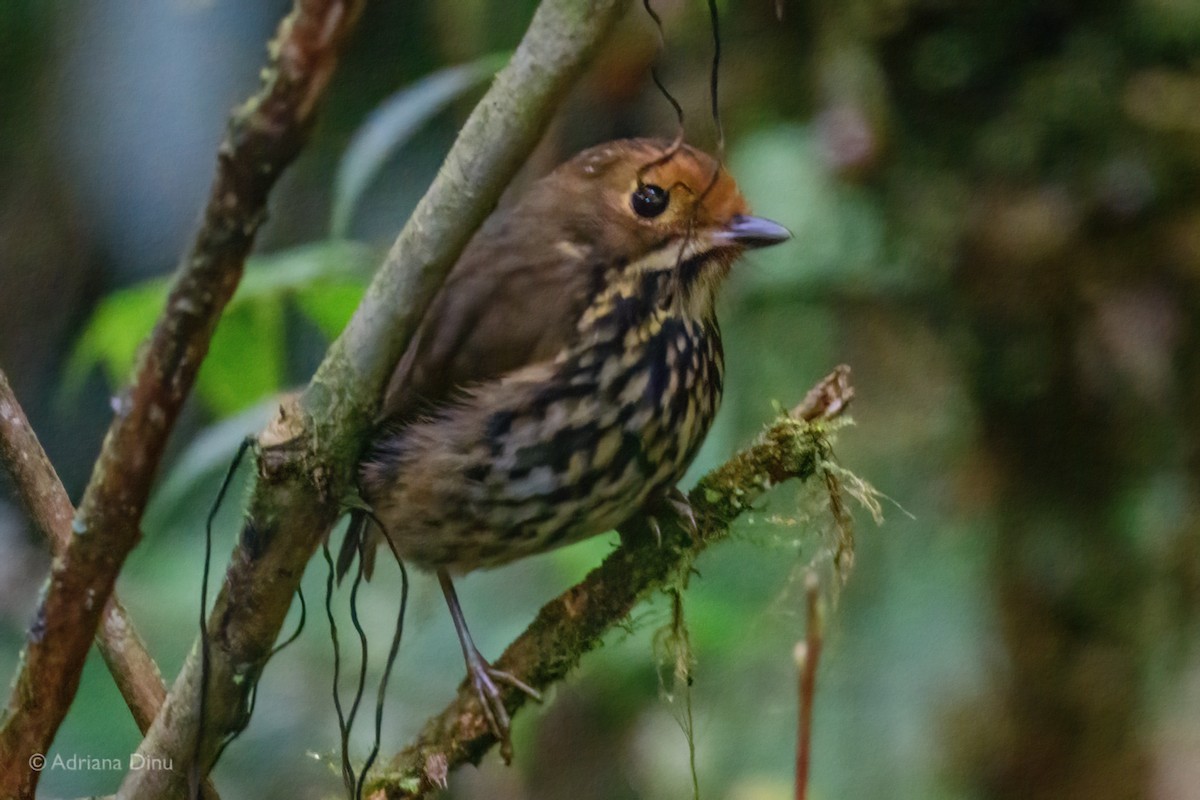 Понгіто бурий - ML625211216