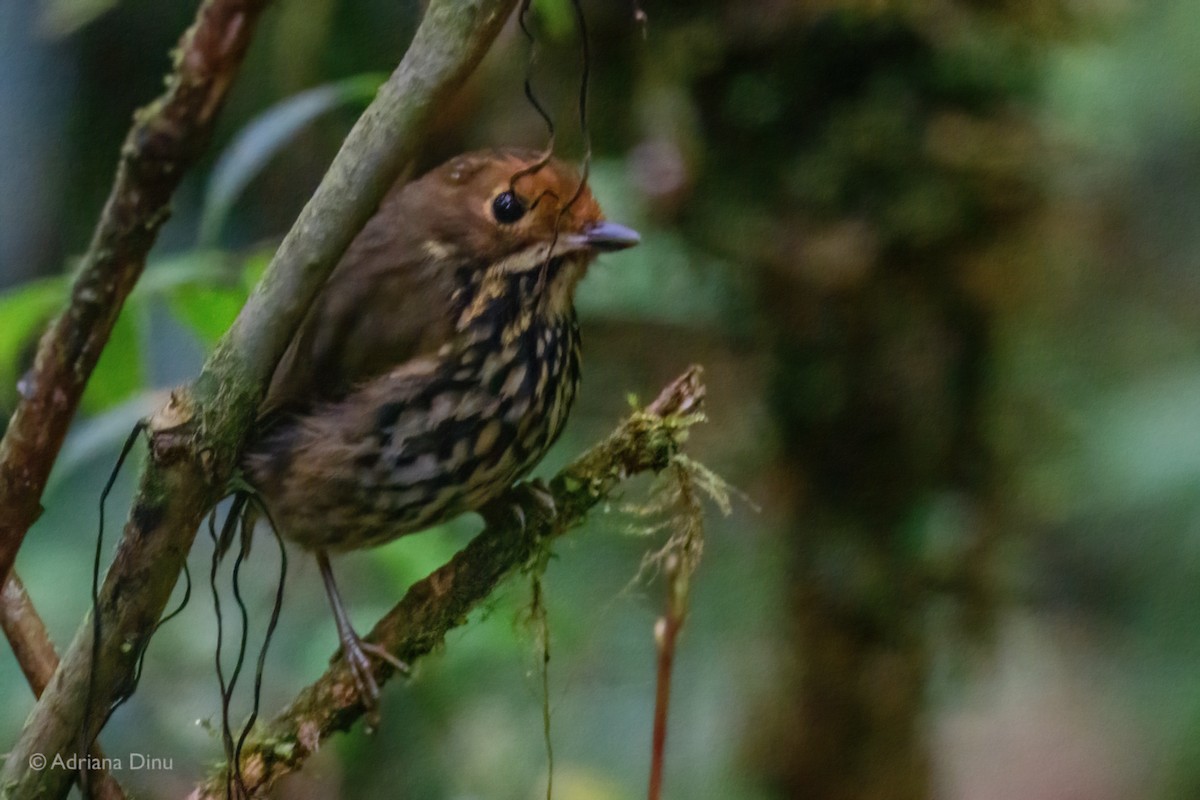 Понгіто бурий - ML625211217