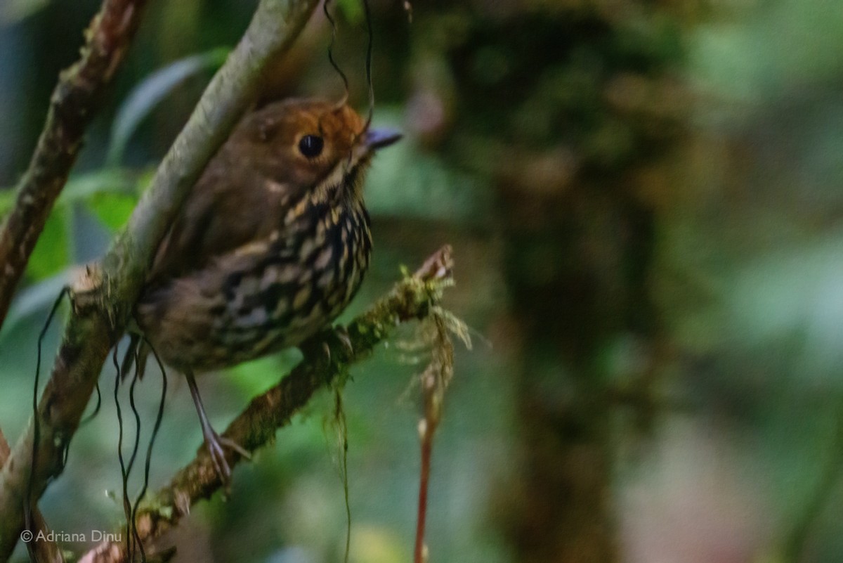 Понгіто бурий - ML625211218