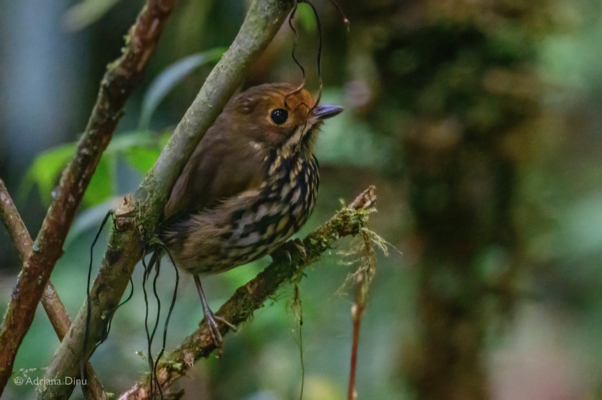 Понгіто бурий - ML625211219