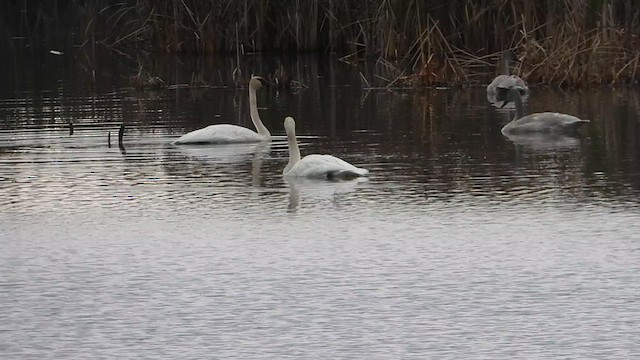 Trumpeter Swan - ML625211244