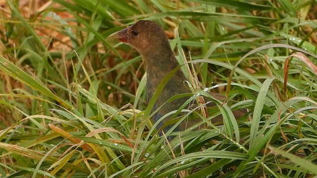 Purple Gallinule - ML625211409