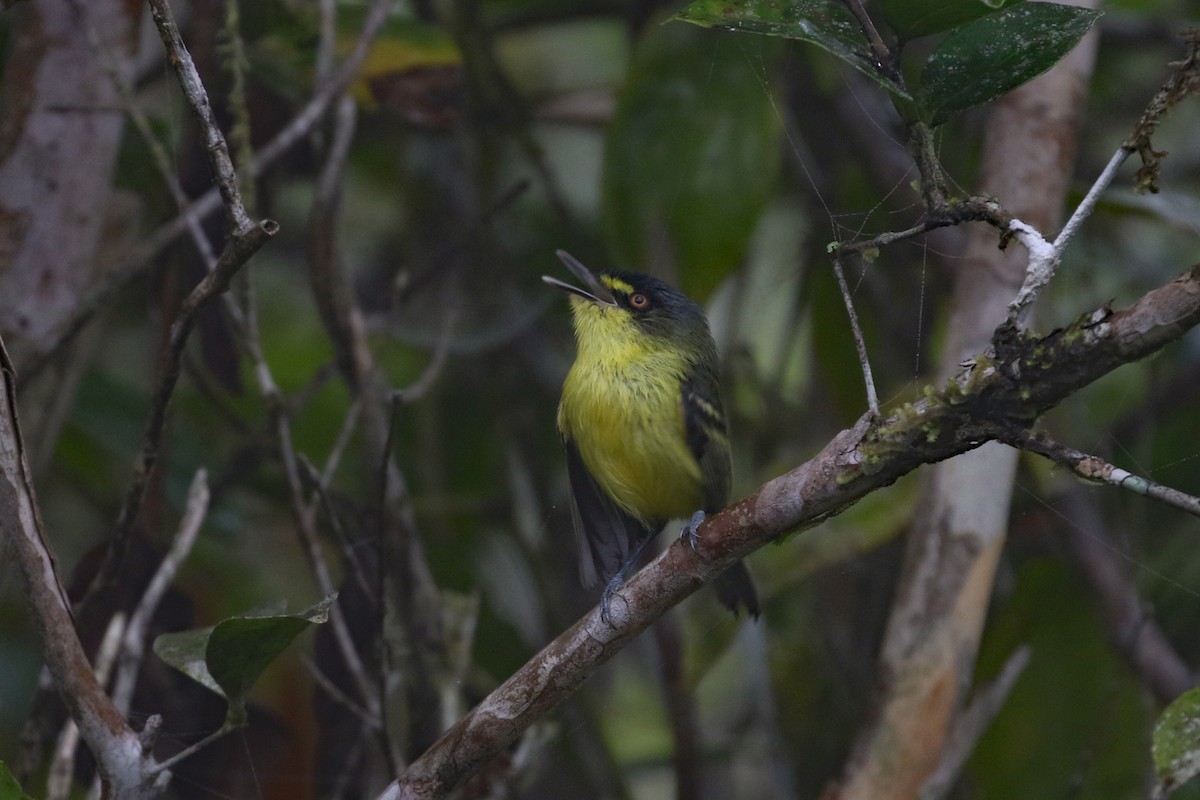 Gray-headed Tody-Flycatcher - ML625211537