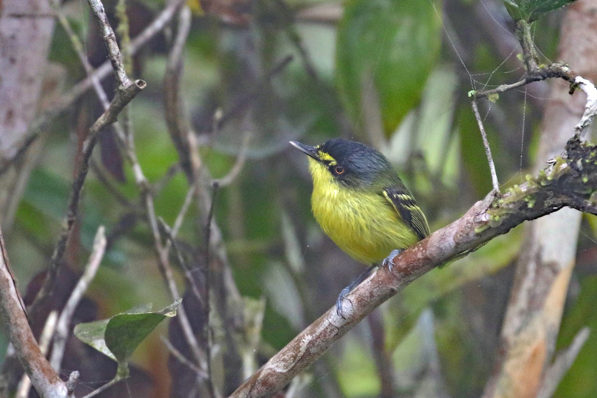 Gray-headed Tody-Flycatcher - ML625211538