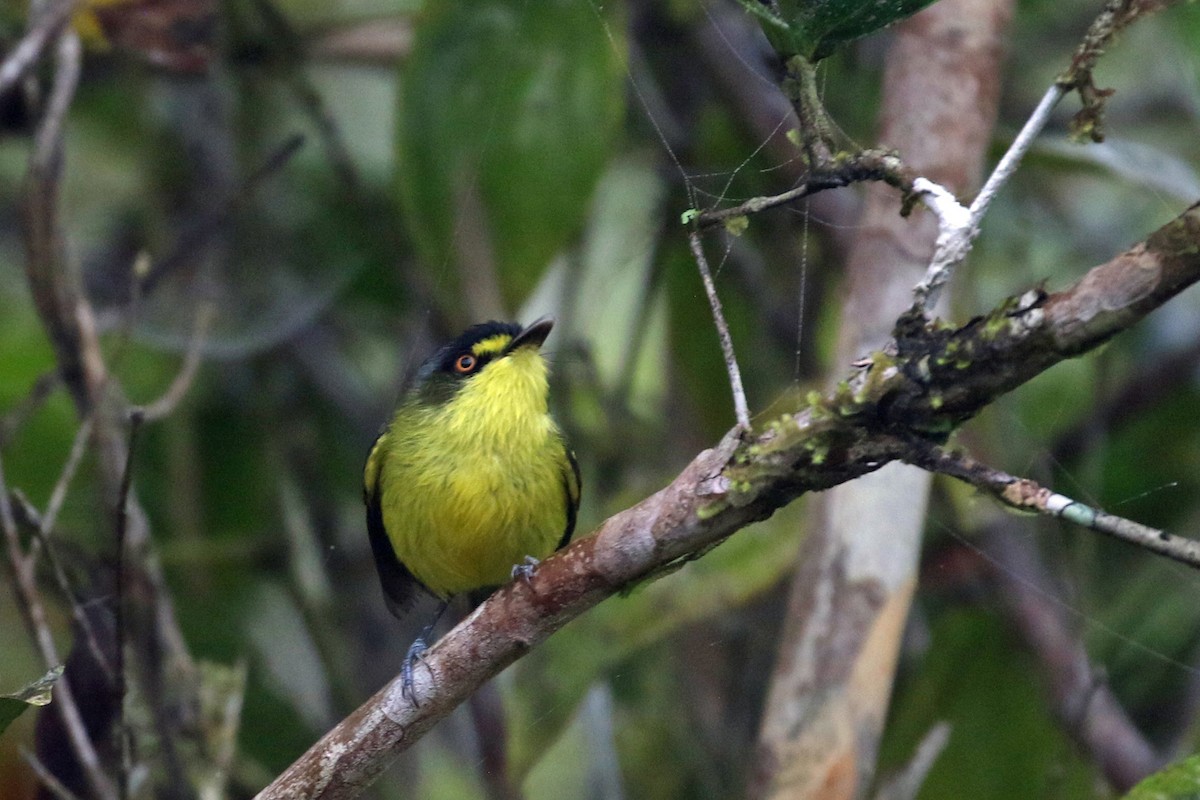 Gray-headed Tody-Flycatcher - ML625211539