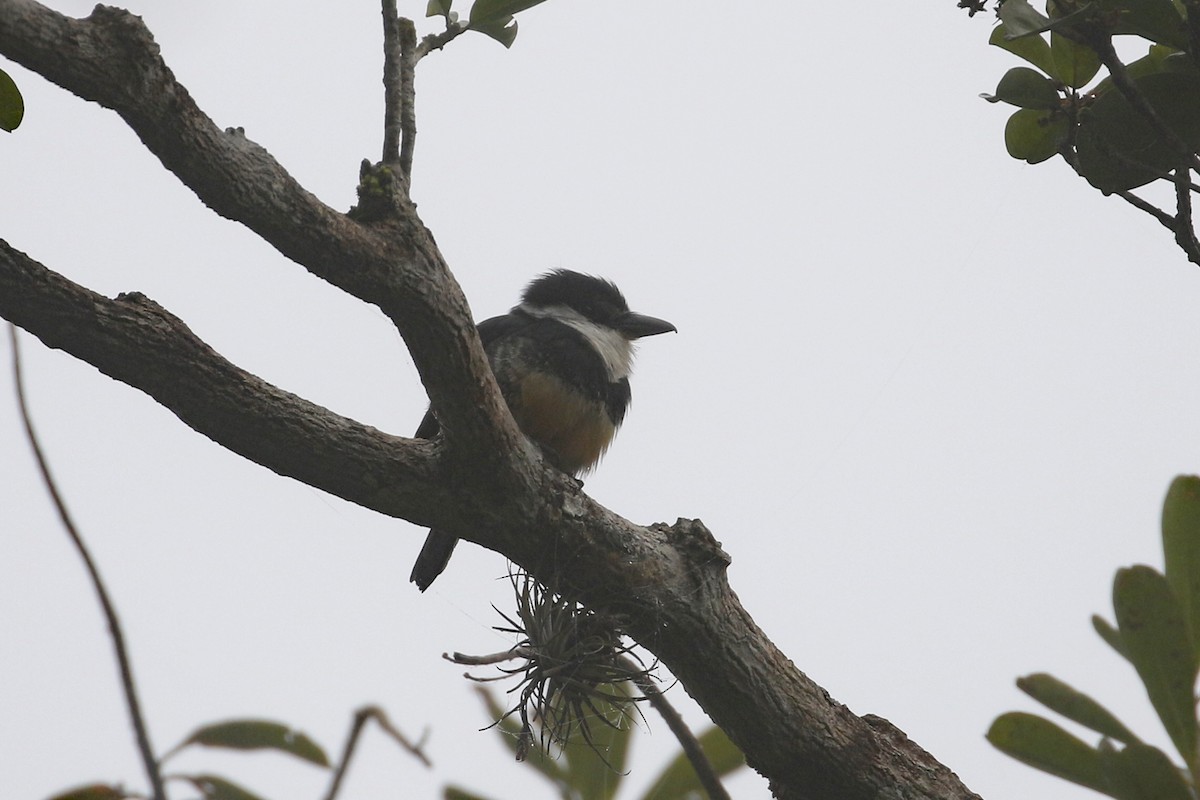 Buff-bellied Puffbird - ML625211594